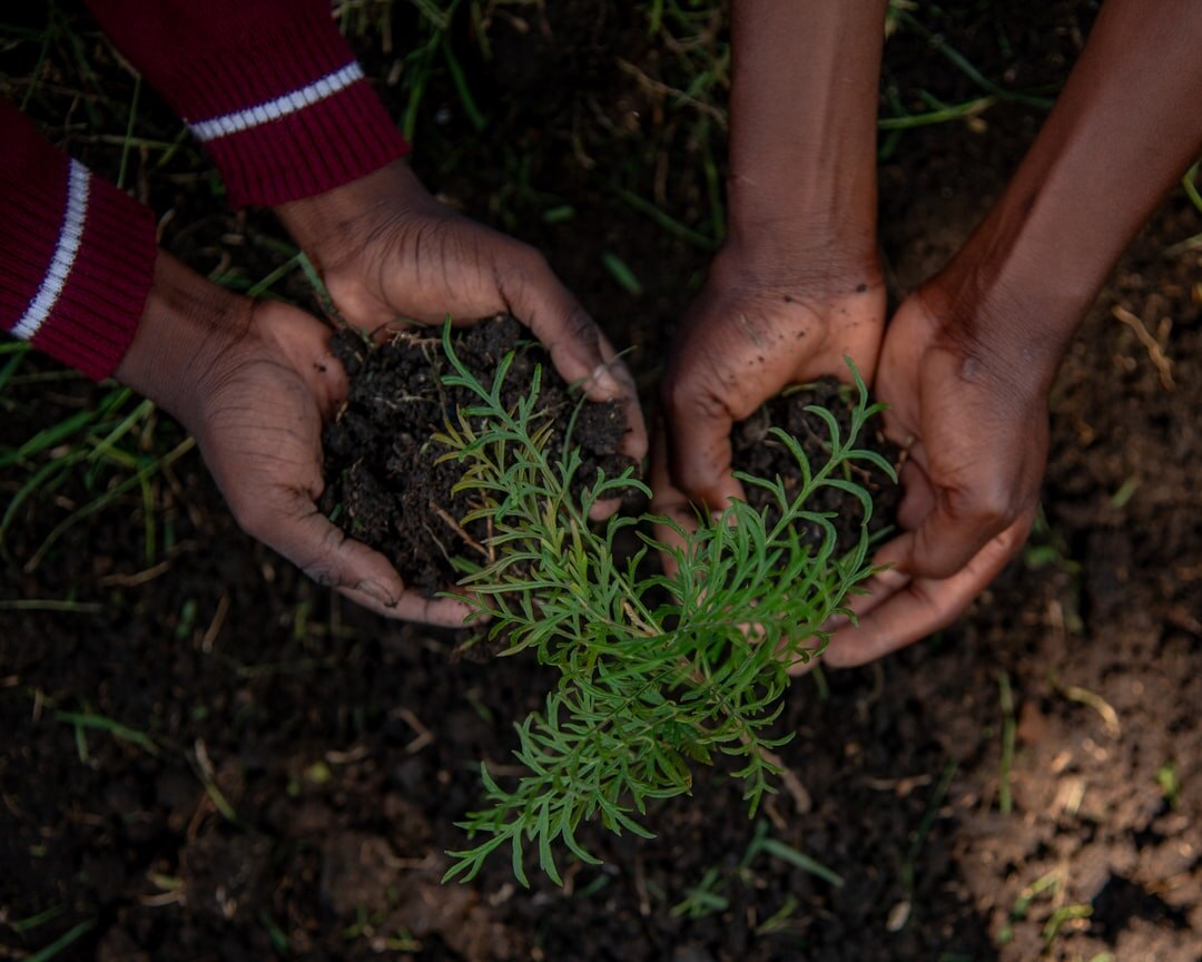 volunteers planting trees